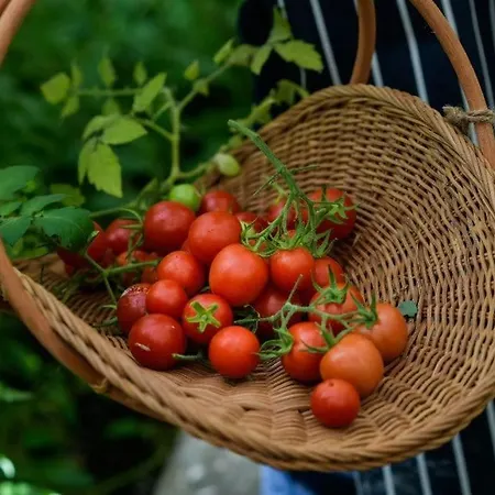 Damson Gate Dog-friendly * Waterford