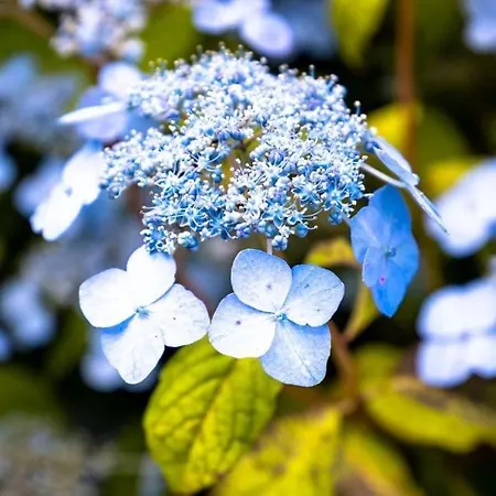 Villa Damson Gate Dog-friendly