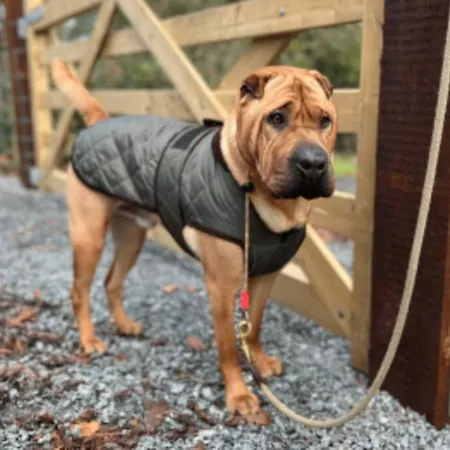 Damson Gate Dog-friendly Villa *