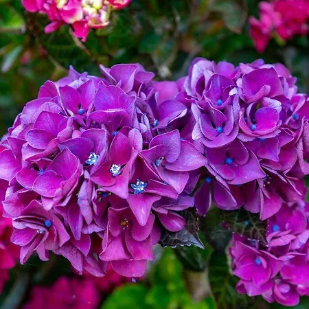 Damson Gate Dog-friendly