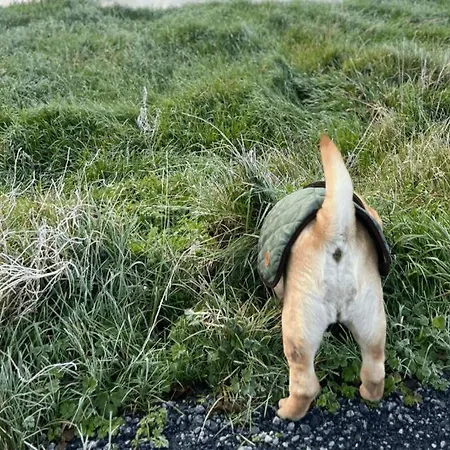 Damson Gate Dog-friendly Villa *