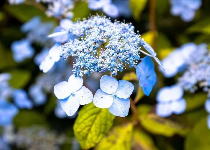 Villa Damson Gate Dog-friendly