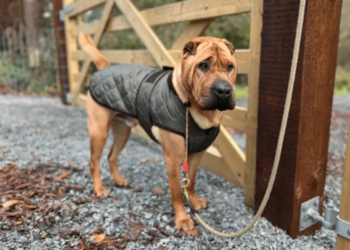 Damson Gate Dog-friendly Villa *