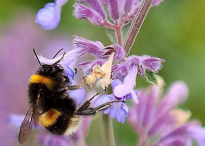 Damson Gate Dog-friendly Villa