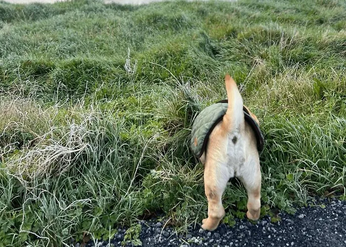 Damson Gate Dog-friendly Villa *